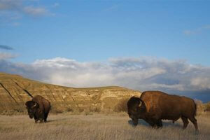 Bison in North Dakota prairie